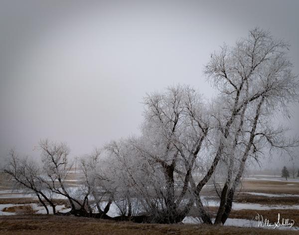 Frozen Orchard