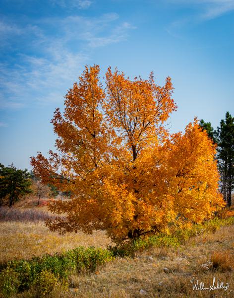 Autumn's Calling Card