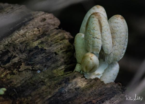 Mushroom Enders picture