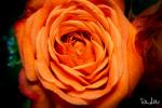 Orange Rose