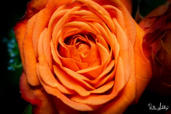 Orange Rose picture