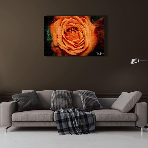 Orange Rose picture