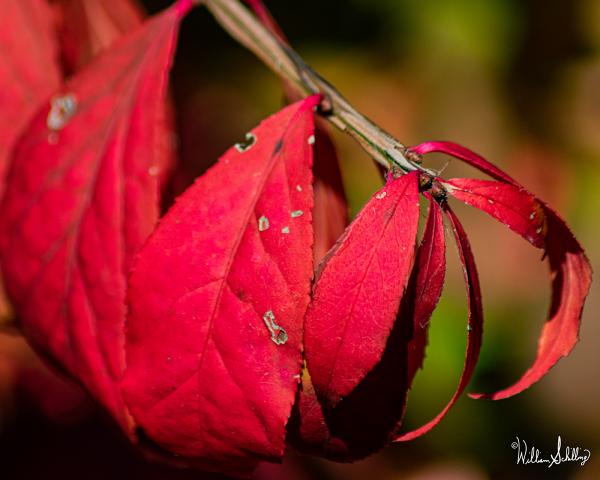 Flaming Autumn