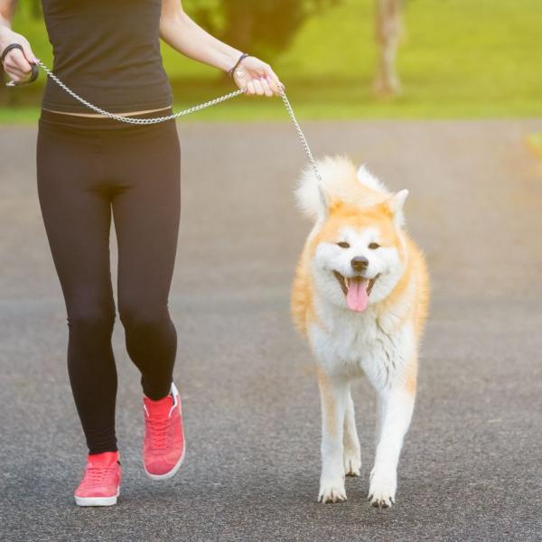 Dog Running