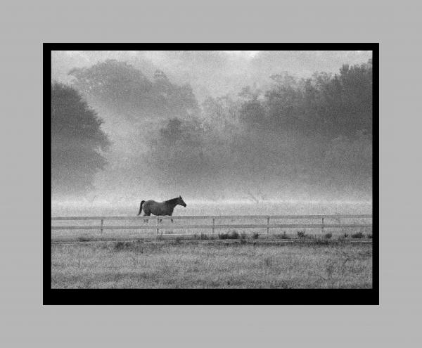 Horse in Texas Fog 16x20 picture