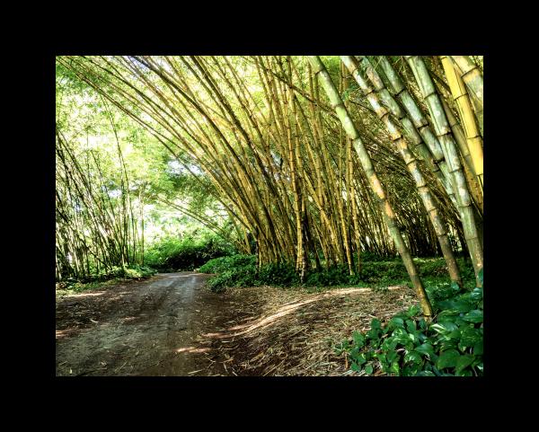 Bamboo in Kuaui 16x20 picture