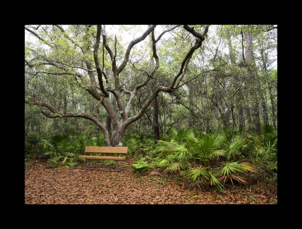 Bench Along Walking Path 16x20