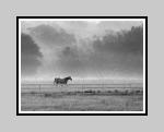 Horse in Texas Fog 16x20 Triple matted