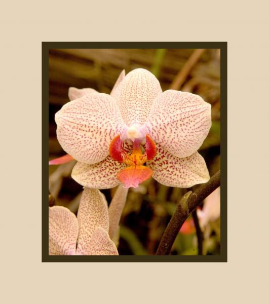 Pale Orchid 11x14 picture