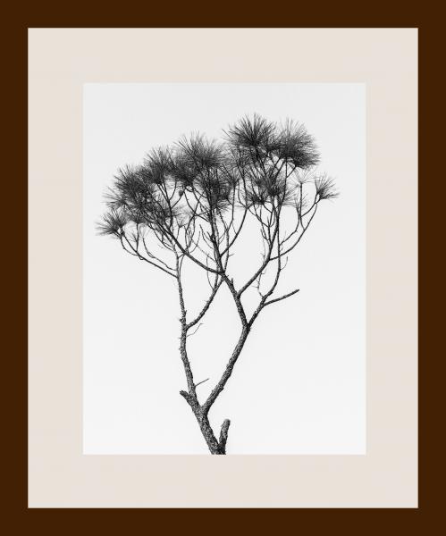 Solitary Tree Framed picture