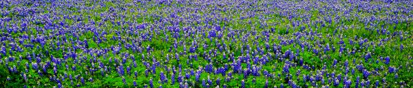 Panorama of Texas Bluebonnets 12x39