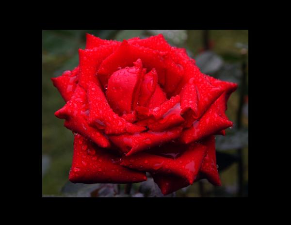 Red Rose 11x14