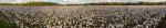 Panorama of Tennessee Cotton Patch 8x45