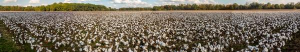 Panorama of Tennessee Cotton Patch 8x45 picture