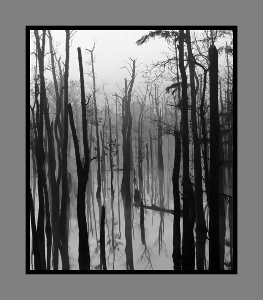 Cypress Swamp 16x20 picture