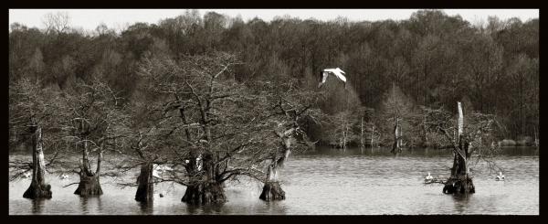 Reelfoot White Pelicans 14x31