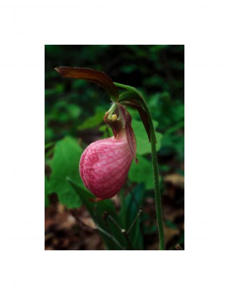 Pink Lady Slipper 8x10 picture