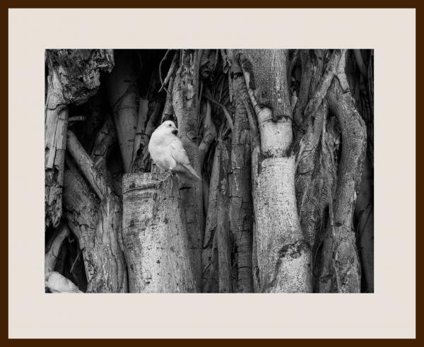 White Dove Framed