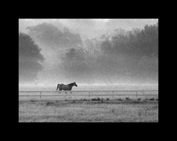 Horse in Texas Fog 11x14 picture