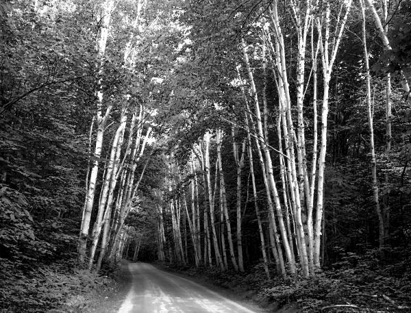 Aspen Trees in Michigan 8x10