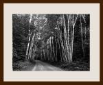 Aspens of Michigan Framed