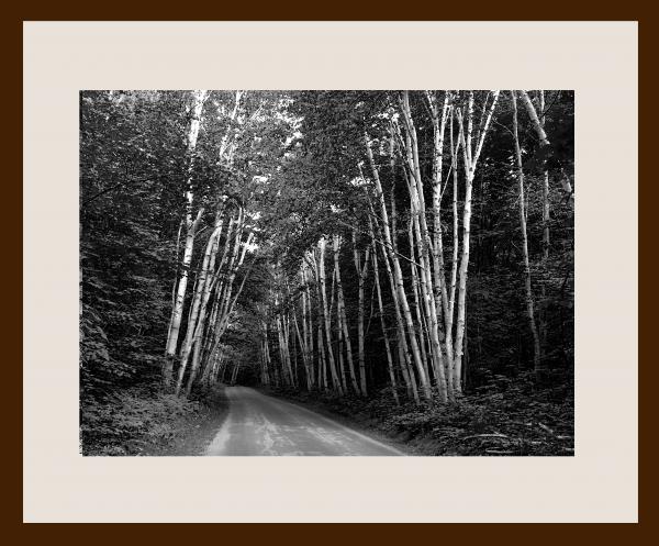 Aspens of Michigan Framed picture