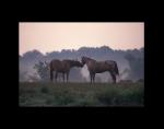 Horses at Shelby Farms 16x20