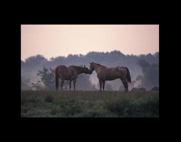 Horses at Shelby Farms 16x20 picture