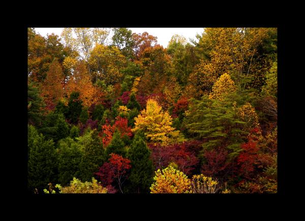 Autumn at Dale Hollow 11x14 Black Mats