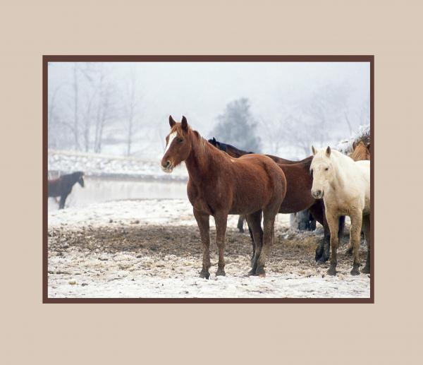 Horses at Shelby Farms 11x14 picture