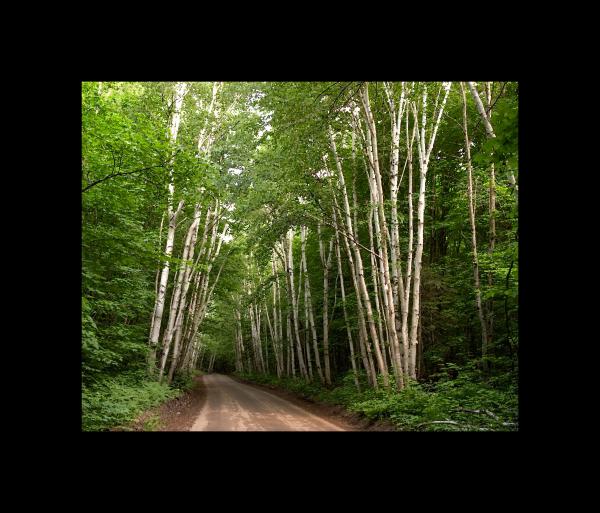 Aspen Trees in Michigan 16x20 picture