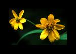 Coreopsis Major 8x10