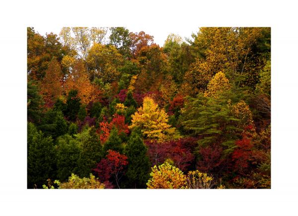 Autumn at Dale Hollow 11x14 White Mat picture