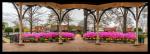 Panorama Collierville Square Framed 11x31