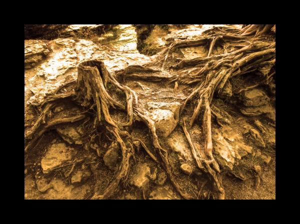 Roots with Character 8x10 picture