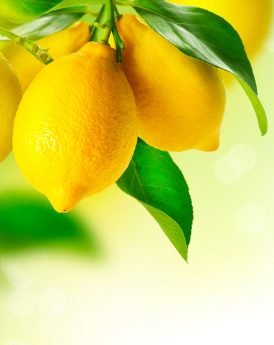 Lemon Whipped Honey (8 oz) picture