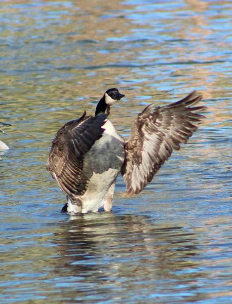 Nature’s Conductor picture