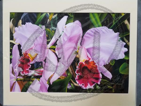 Orchids reproduction on paper picture