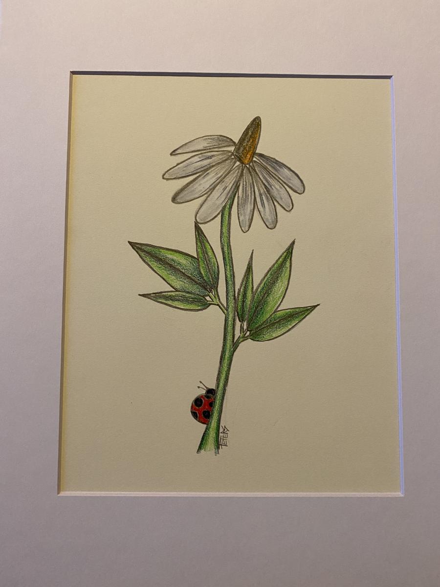 Colored Pencil Drawings picture