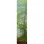 A Walk in the Fog