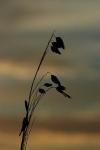 Leaves and Sunrise