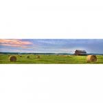 Rolling Hay