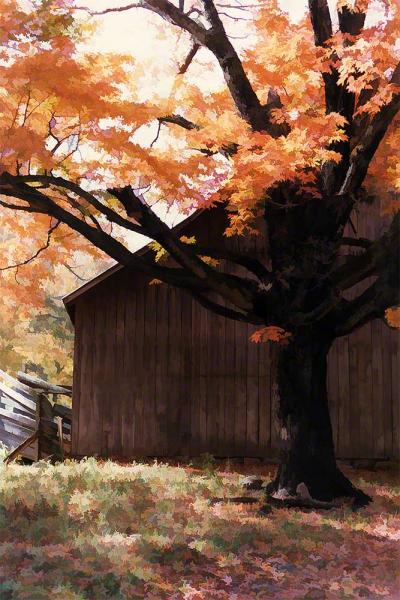 Orange Tree and Barn picture