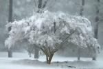 Tree in Lace