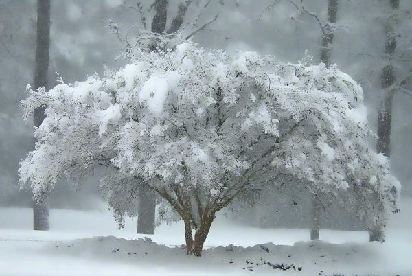 Tree in Lace picture