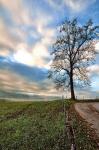 Roadside Tree