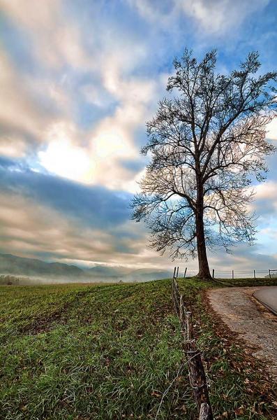 Roadside Tree picture