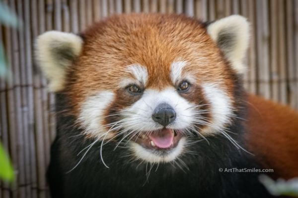 Cuteness Panda-emic picture