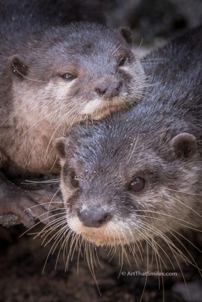 Significant Otter picture