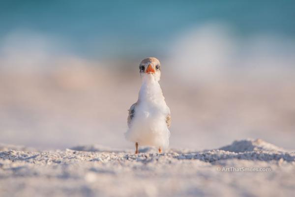 Beach Baby